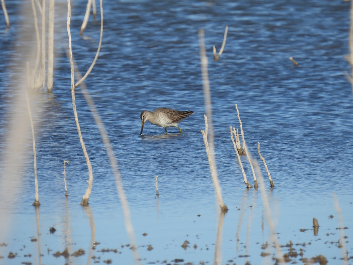 オオハシシギ - ML646759700