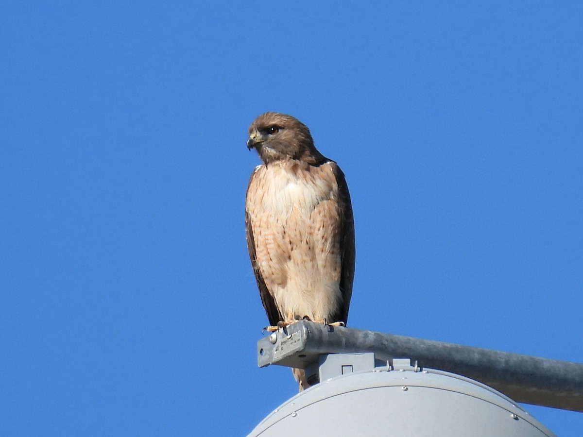 Red-tailed Hawk - ML646759703
