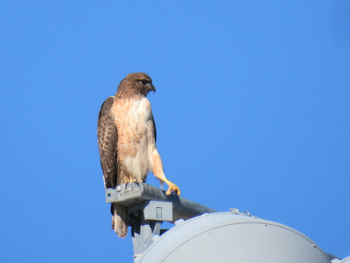 Red-tailed Hawk - ML646759704