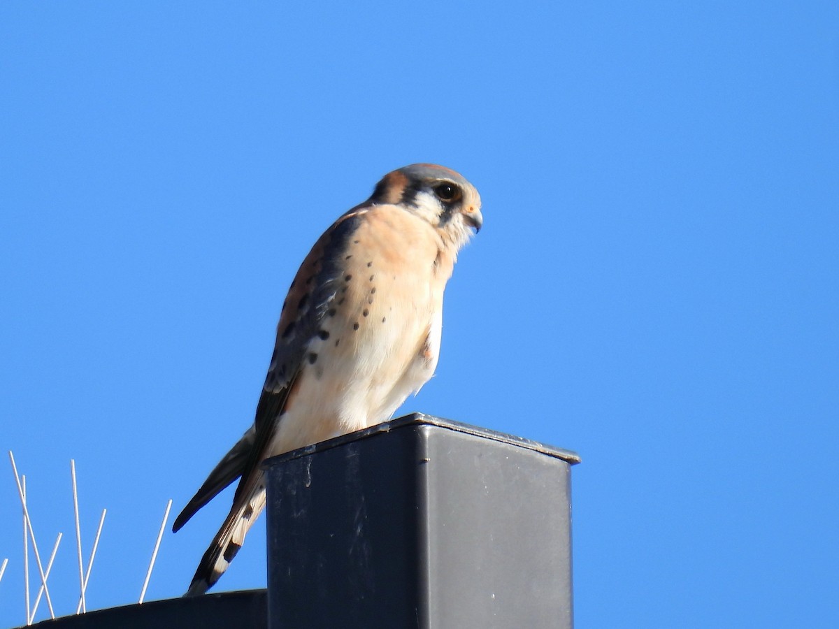 American Kestrel - ML646759712
