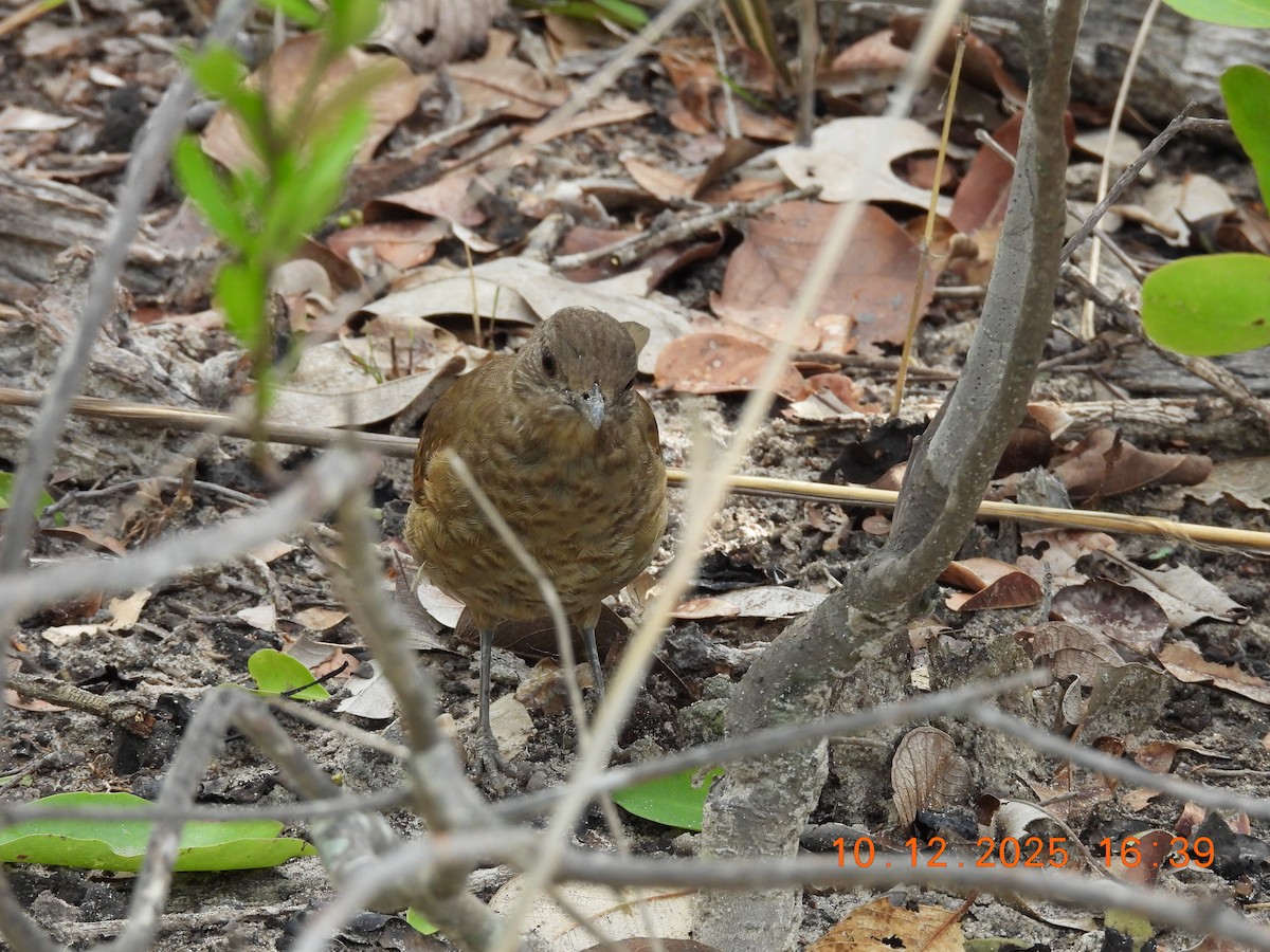 Zorzal Sabiá - ML646759713