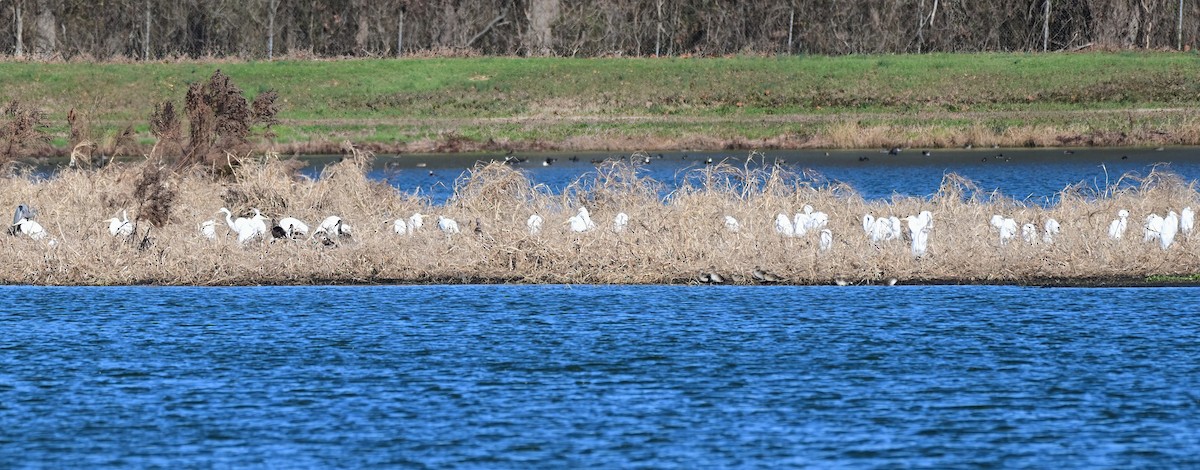 Чапля велика - ML646759716