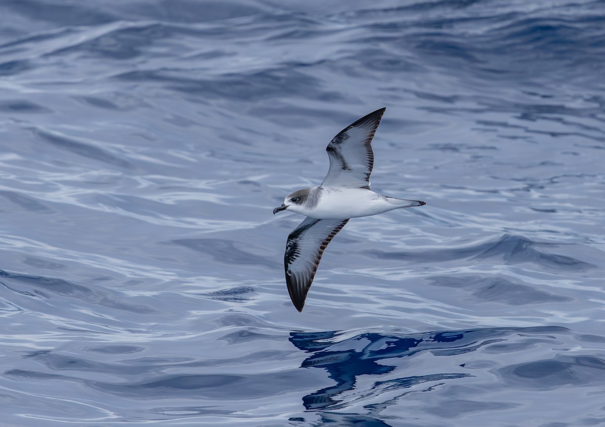 Barau's Petrel - ML646759717