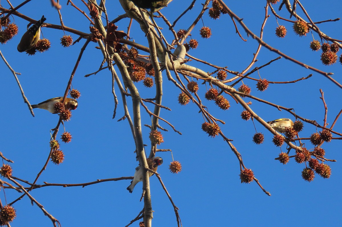 Jilguero Europeo - ML646759719