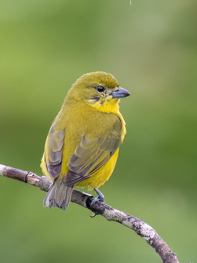 Thick-billed Euphonia - ML646759721