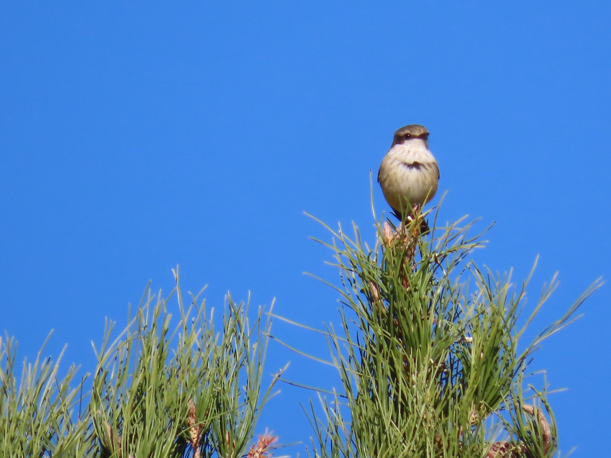 Vermilion Flycatcher - ML646759722