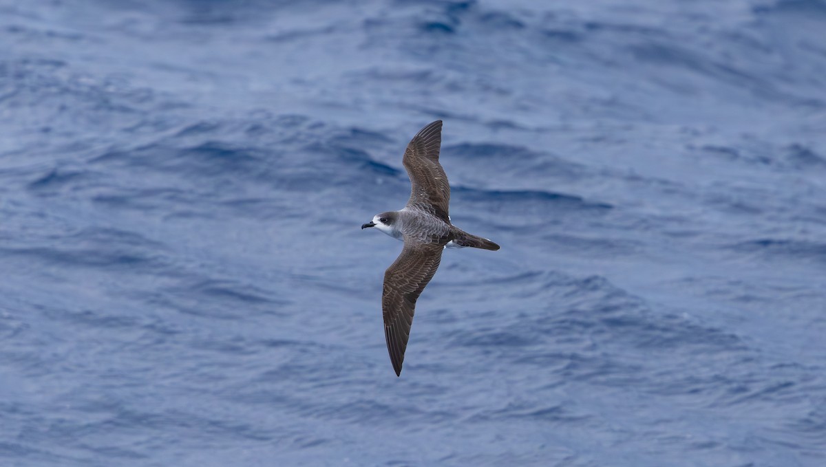 Barau's Petrel - ML646759723