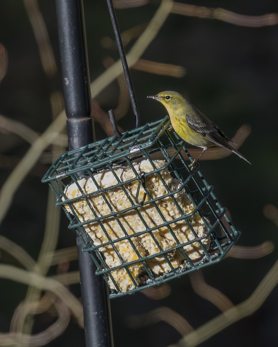 Pine Warbler - ML646759724