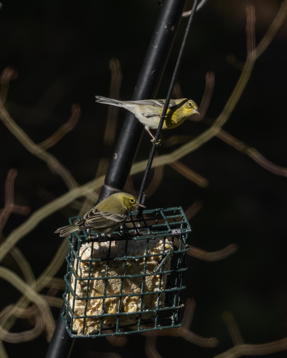 Pine Warbler - ML646759725