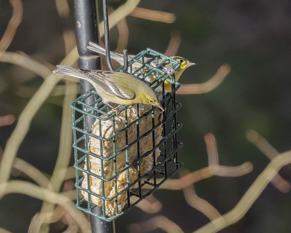 Pine Warbler - ML646759726