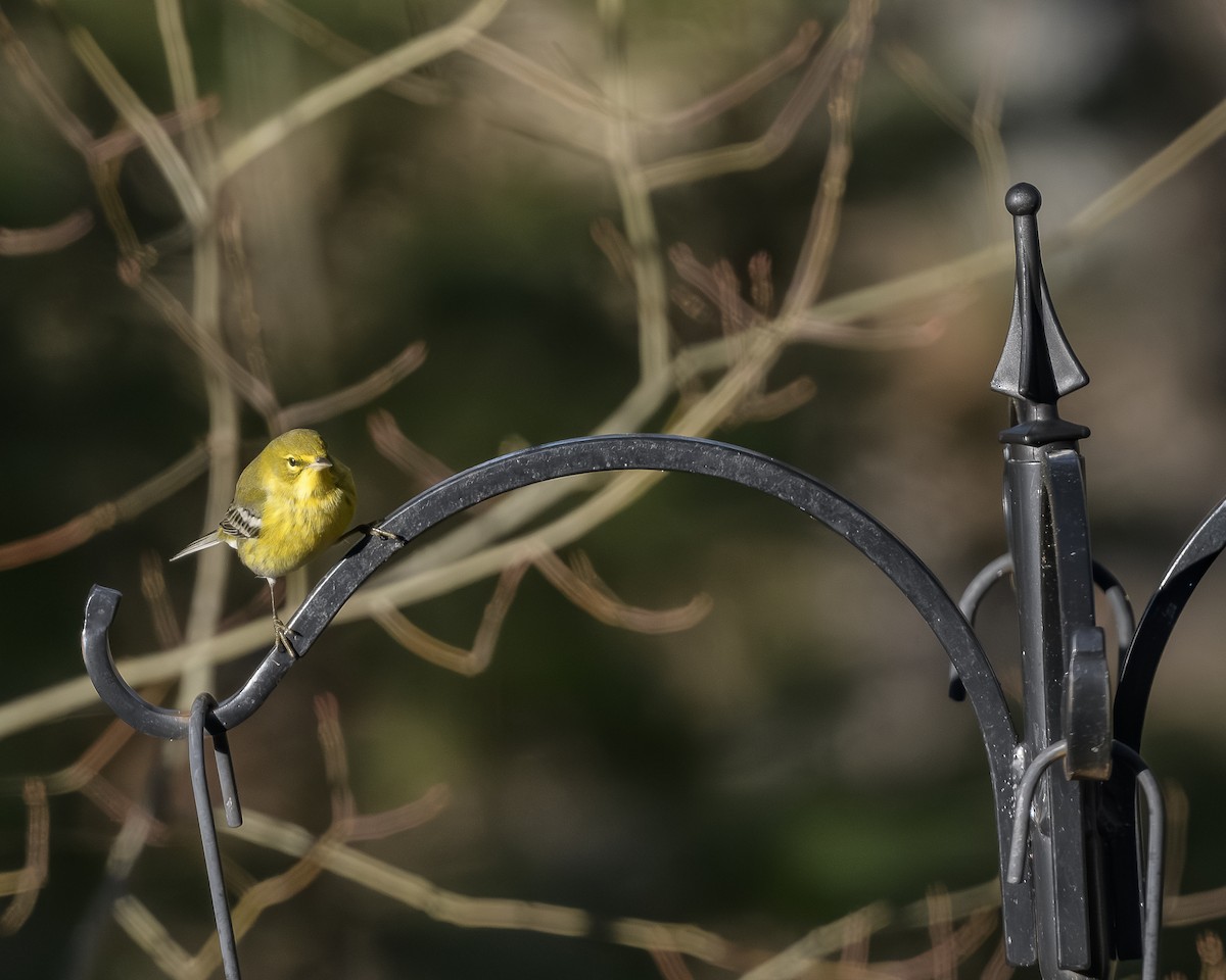 Pine Warbler - ML646759727