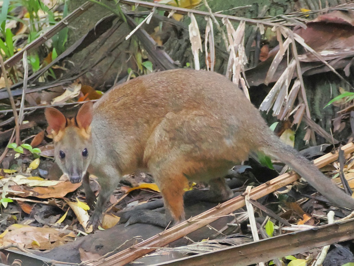 Animals - ML646759730