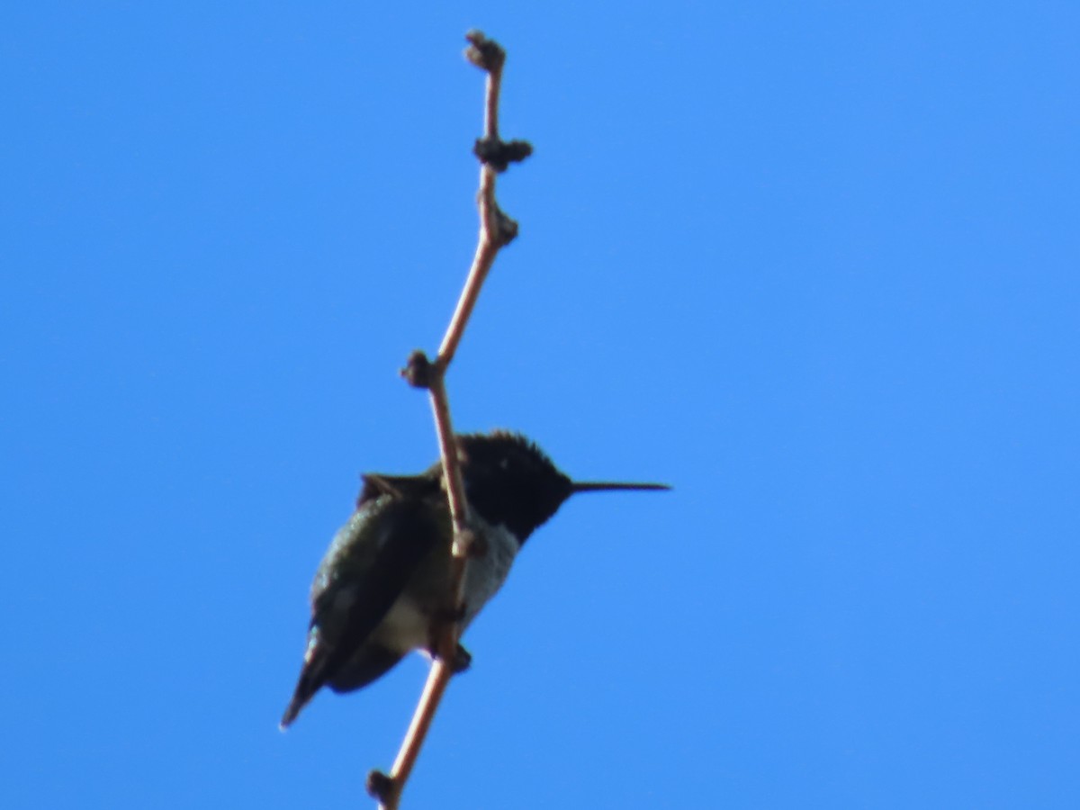 Anna's Hummingbird - ML646759733