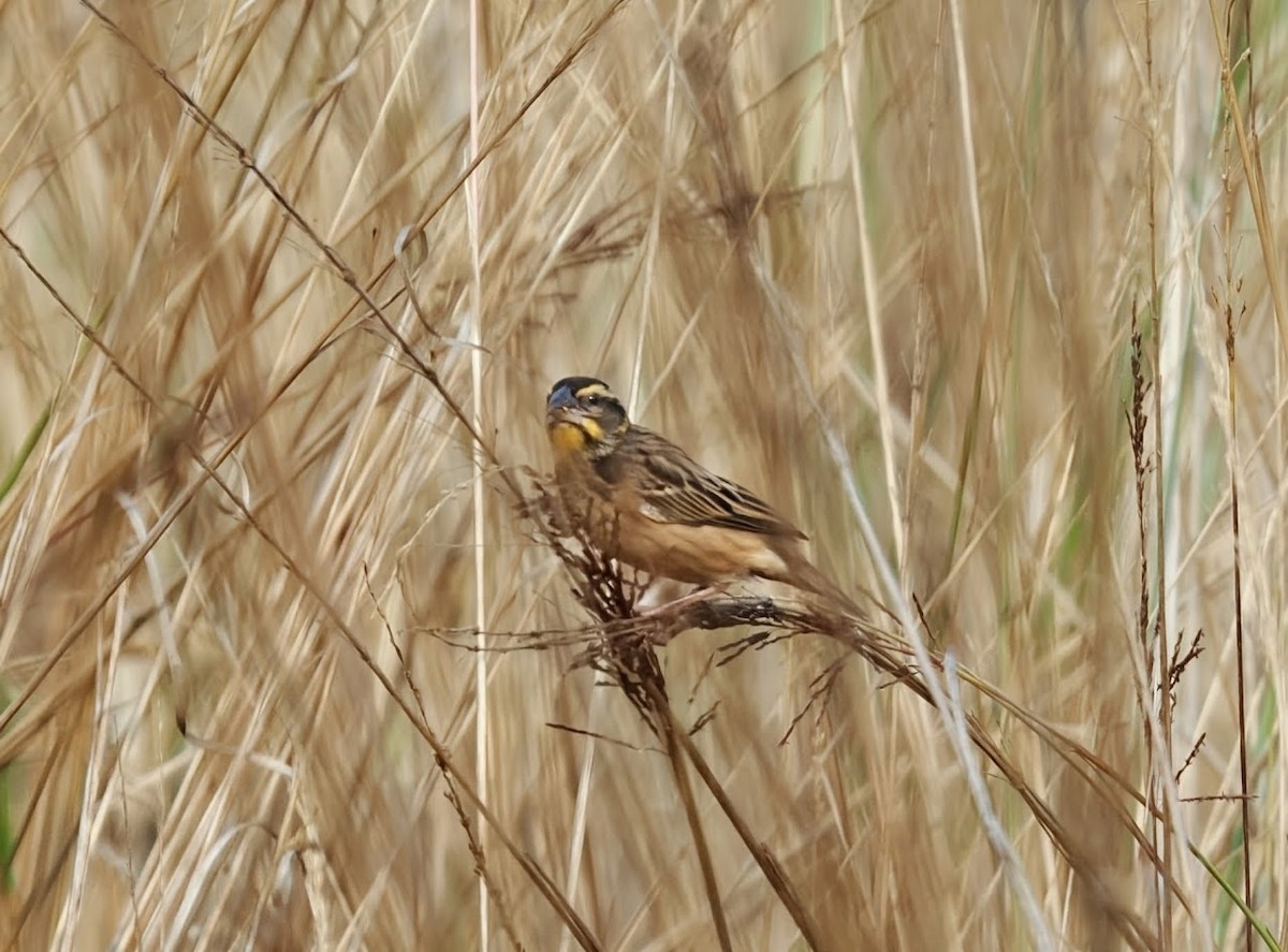 Black-breasted Weaver - ML646759734