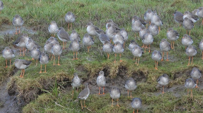 Rotschenkel - ML646759737