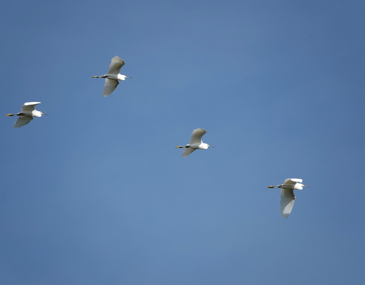 Snowy Egret - ML646759738