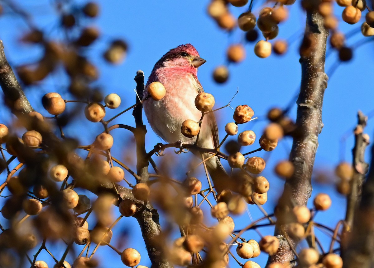 Чечевиця кармінова - ML646759740