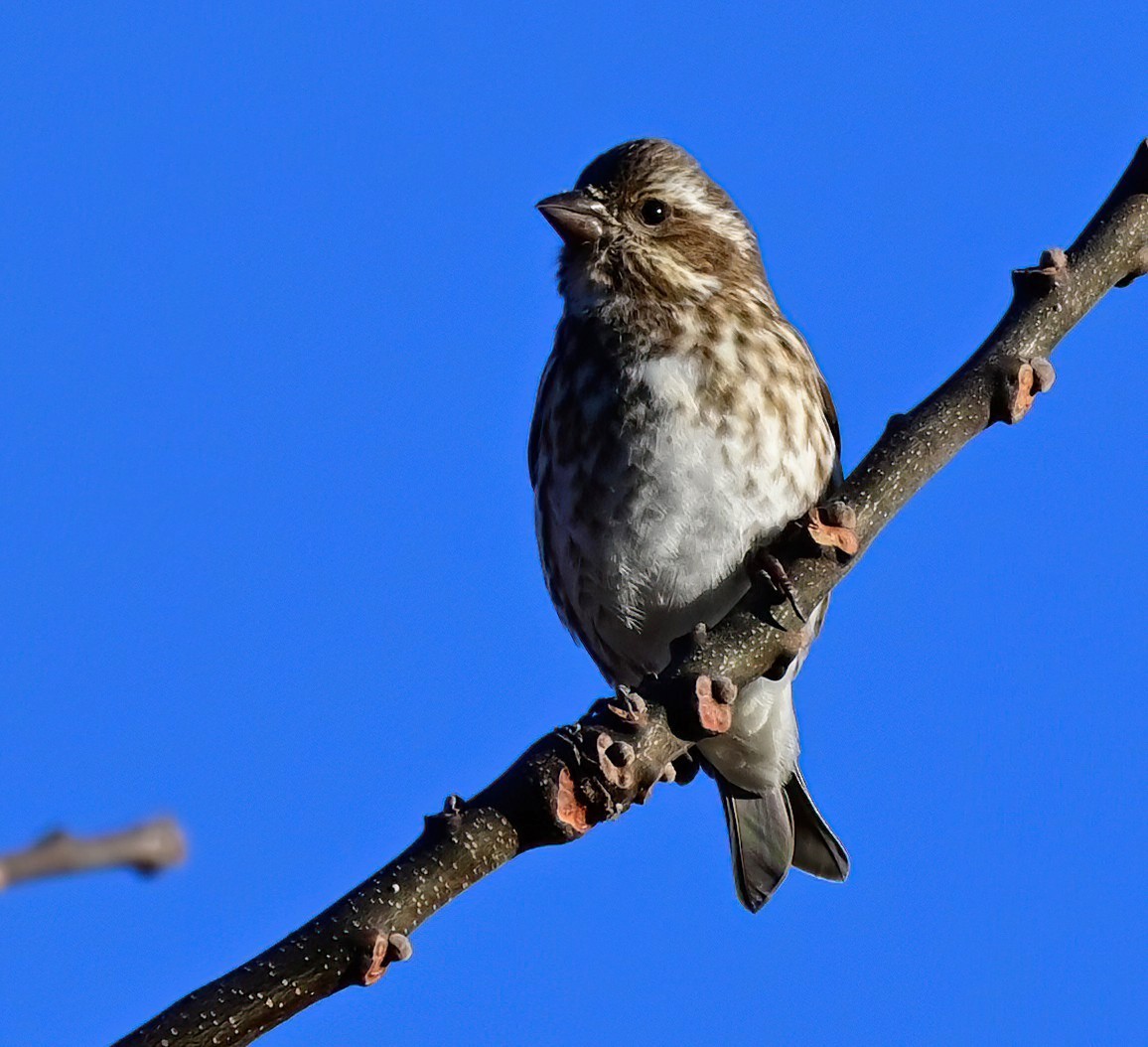 Чечевиця кармінова - ML646759741