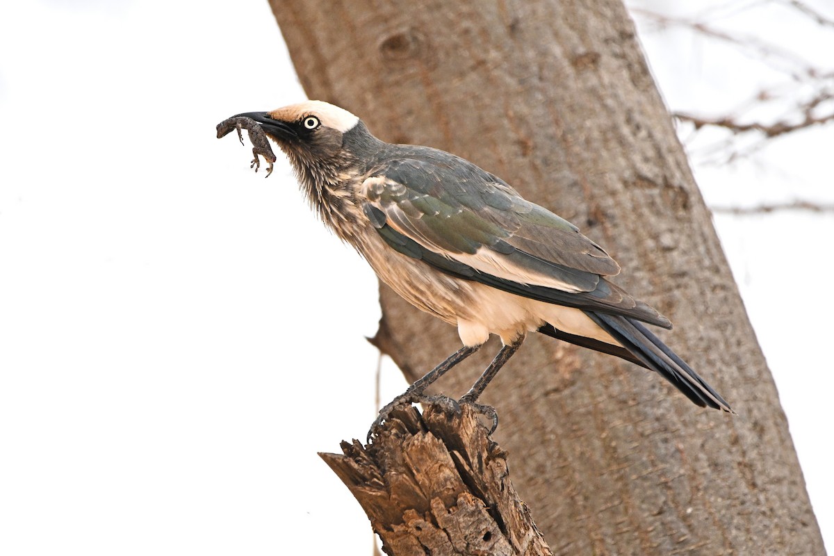 White-crowned Starling - ML646759742