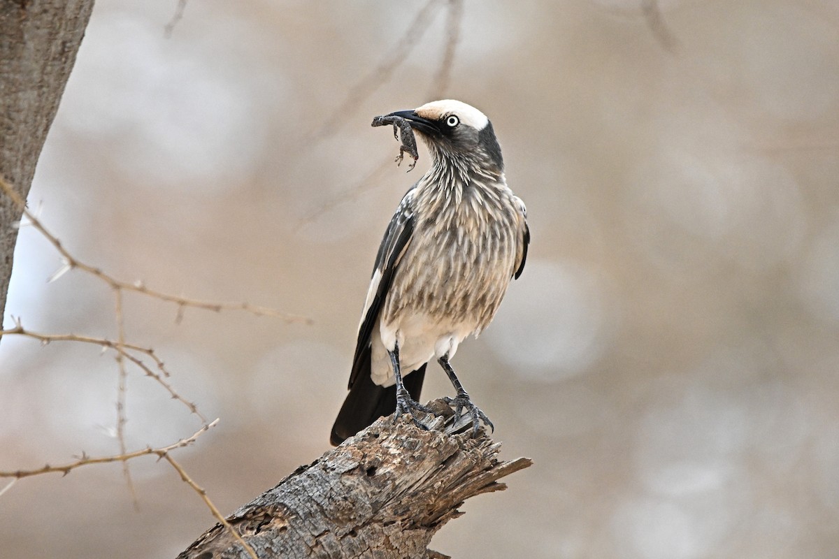 White-crowned Starling - ML646759744