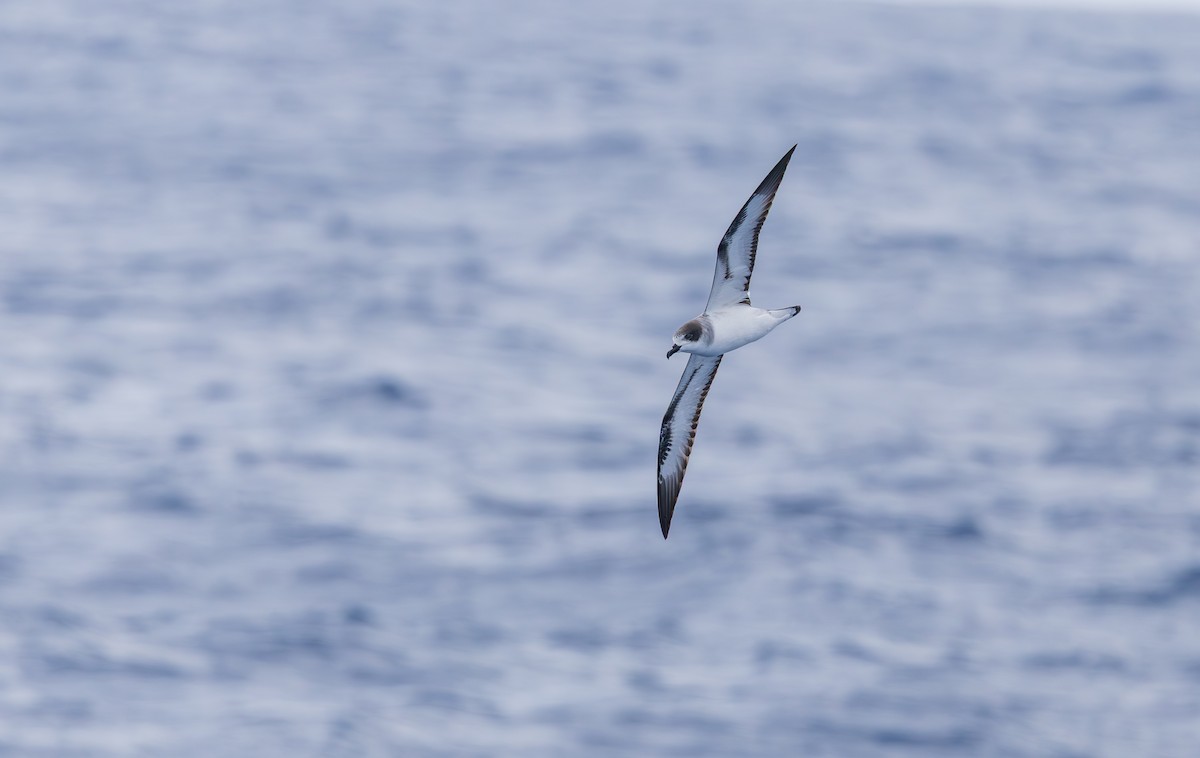 Barau's Petrel - ML646759747