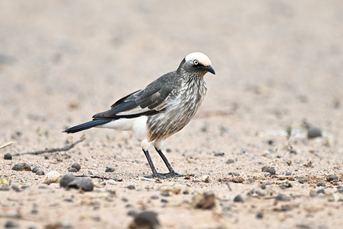 White-crowned Starling - ML646759748