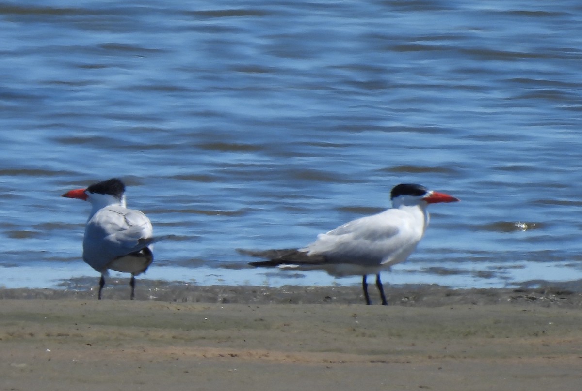 Caspian Tern - ML646759750