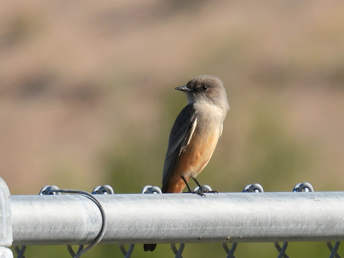 Say's Phoebe - ML646759751