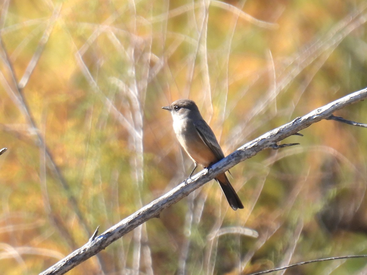 Say's Phoebe - ML646759752