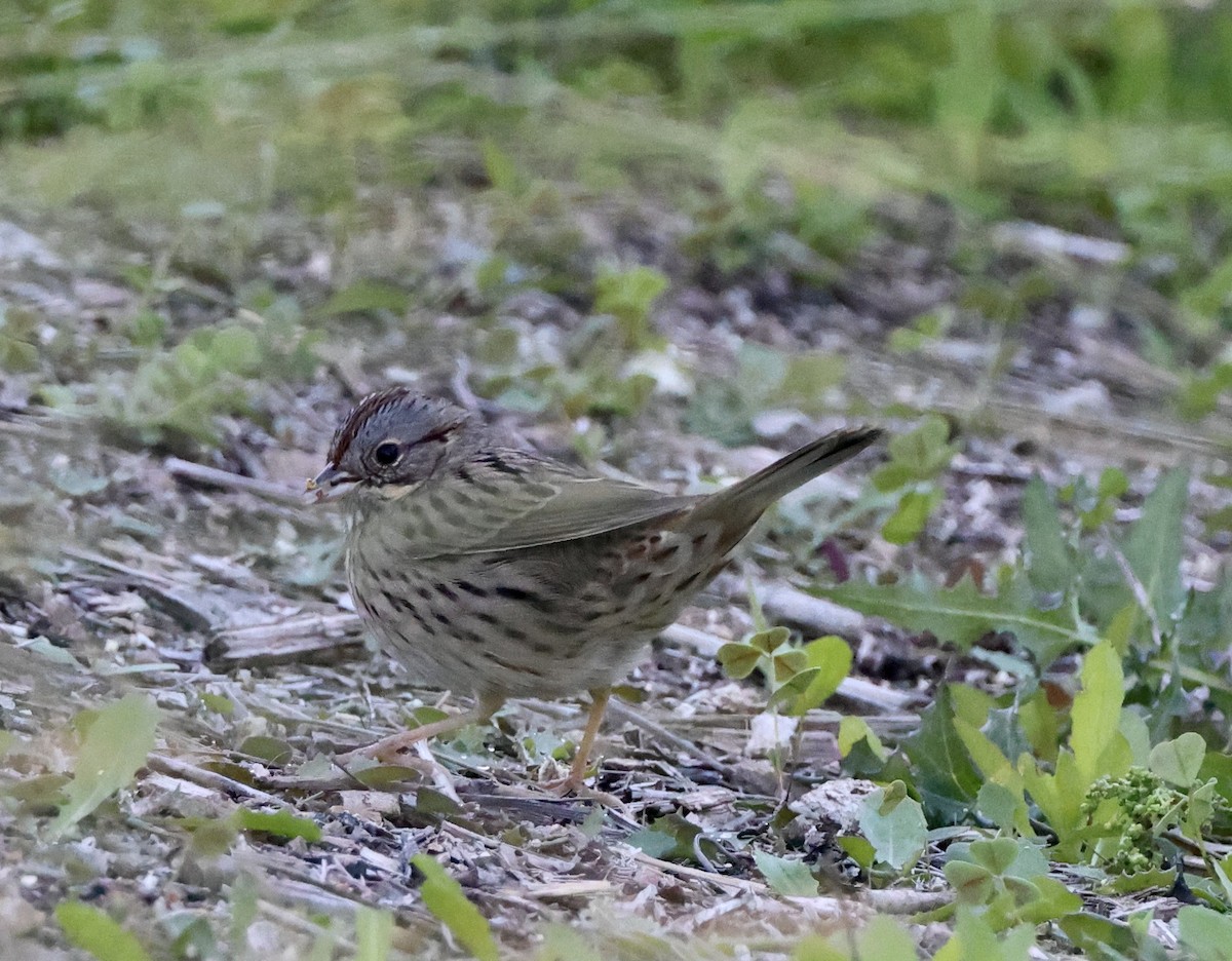 strnadec pruhohlavý - ML646759753