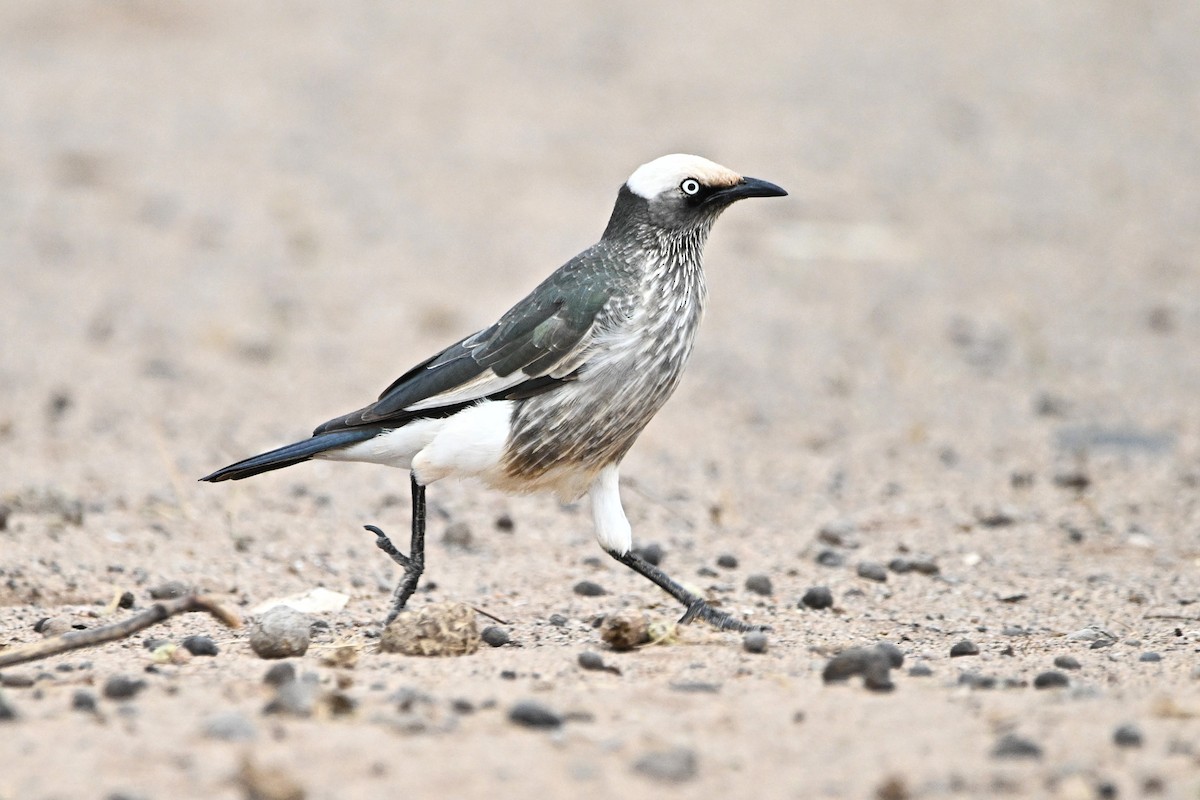 White-crowned Starling - ML646759754