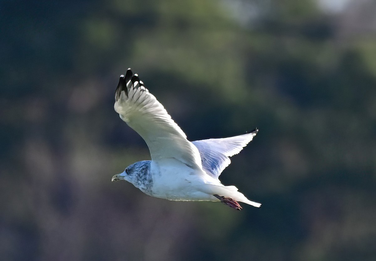 Мартин американський - ML646759755