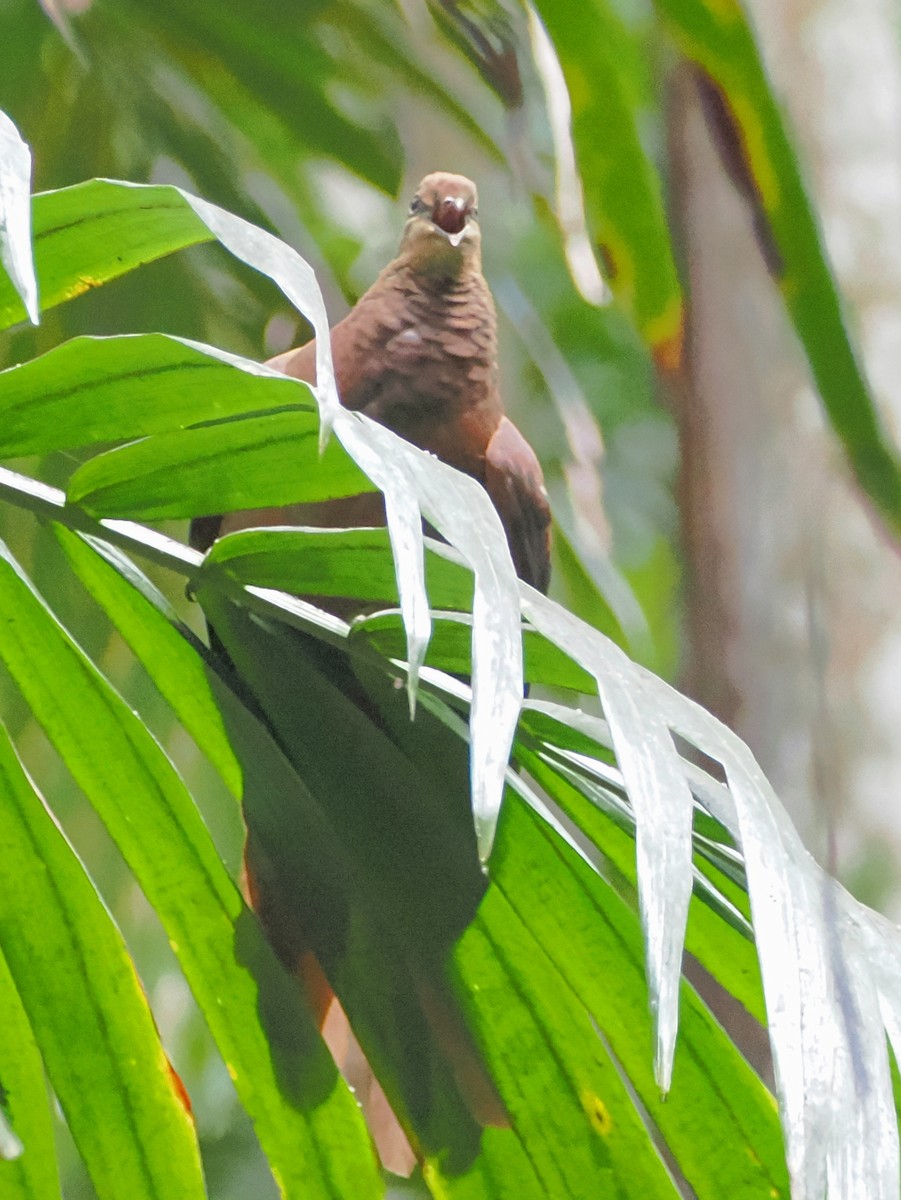 Brown Cuckoo-Dove - ML646759756