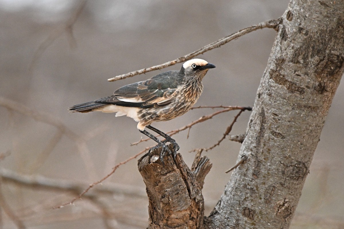 White-crowned Starling - ML646759757