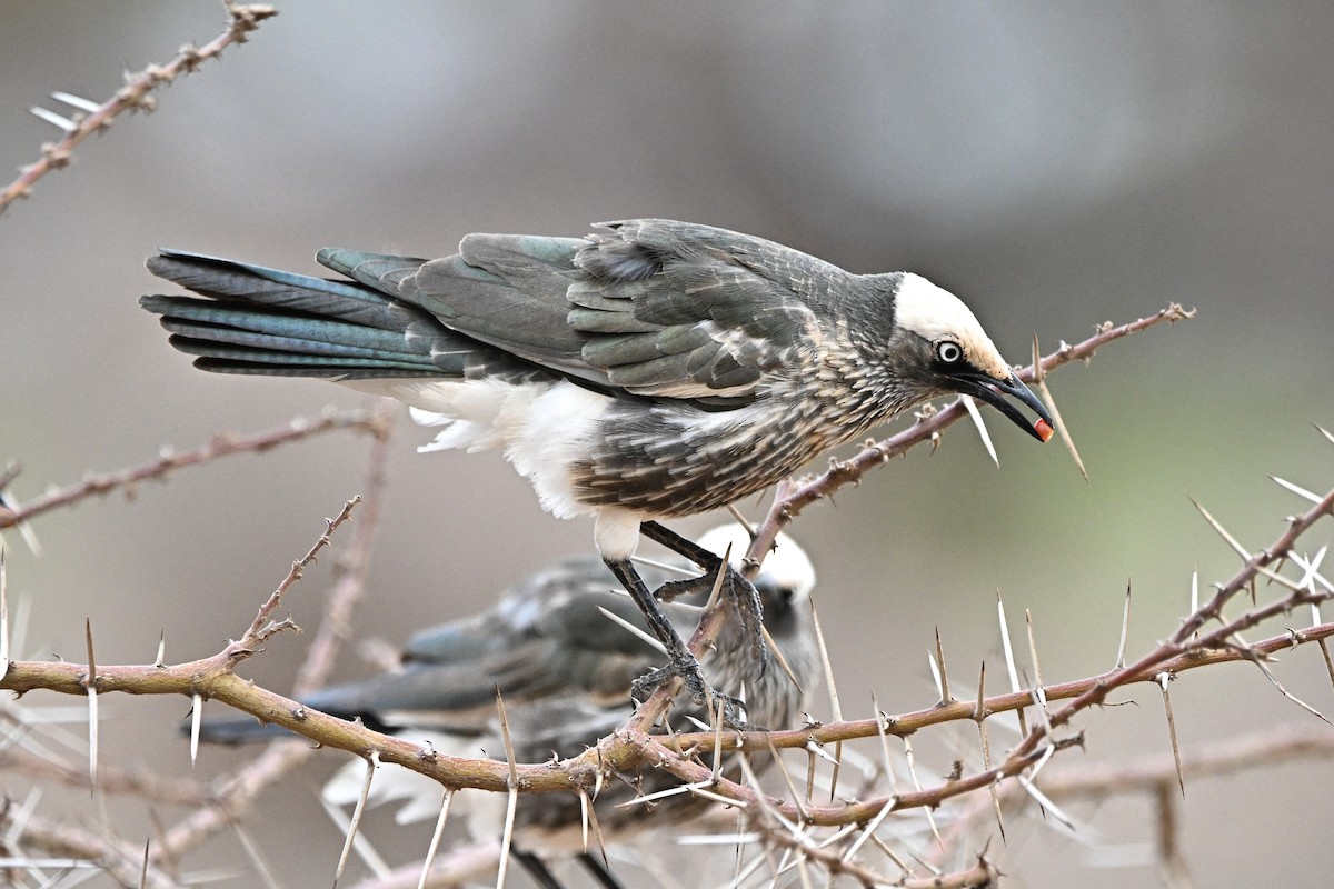 White-crowned Starling - ML646759758