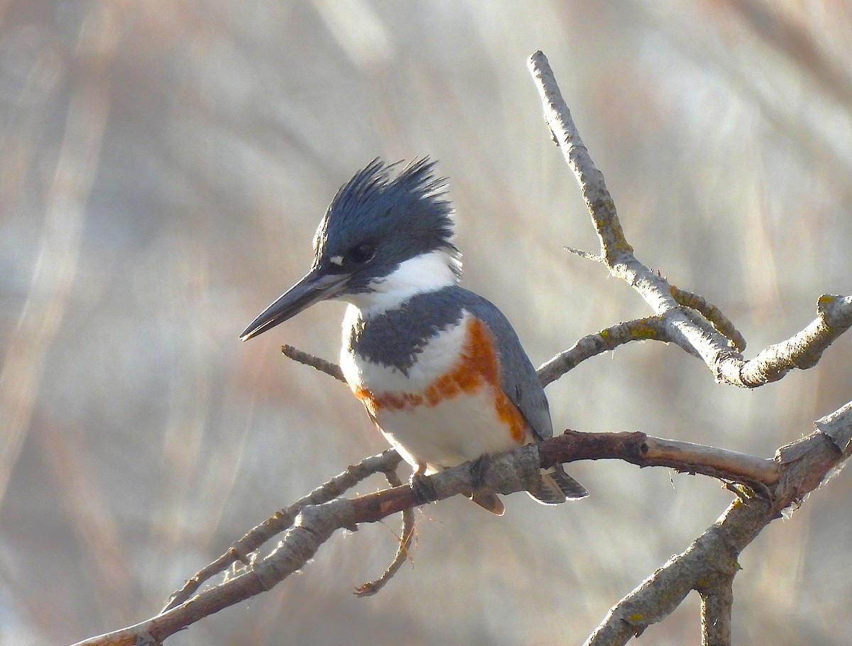 Martin-pêcheur d'Amérique - ML646759759