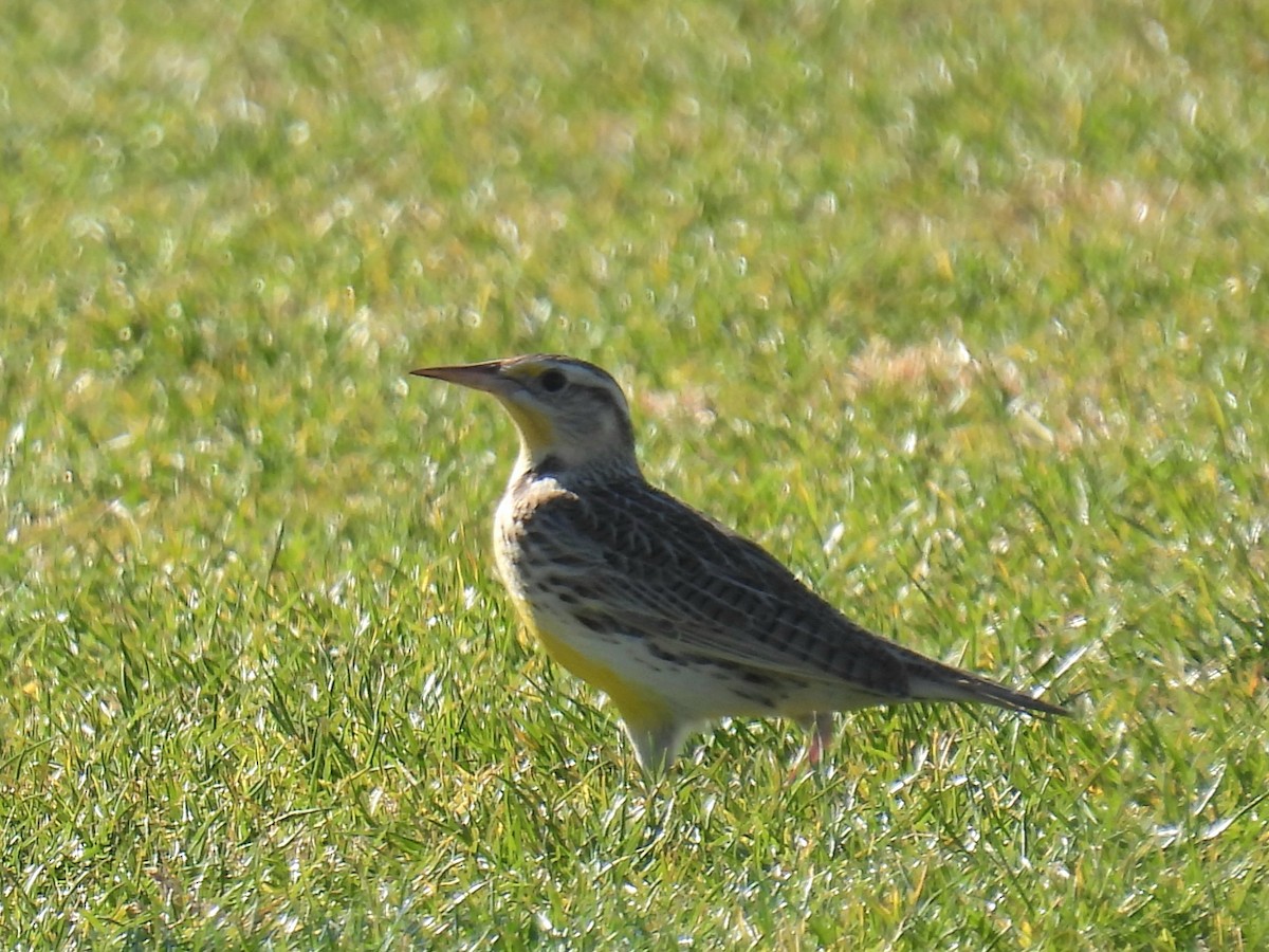 Western Meadowlark - ML646759760