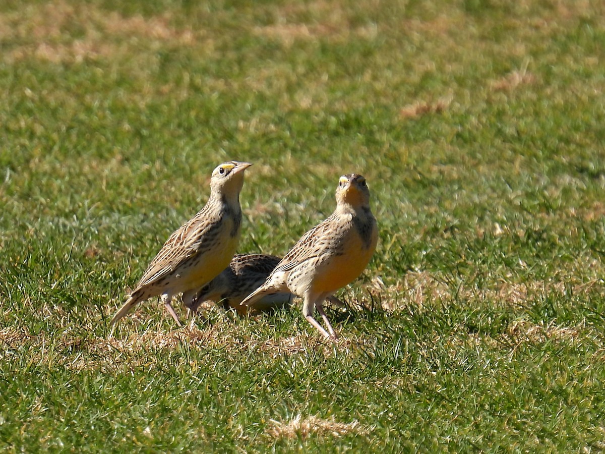 Western Meadowlark - ML646759761