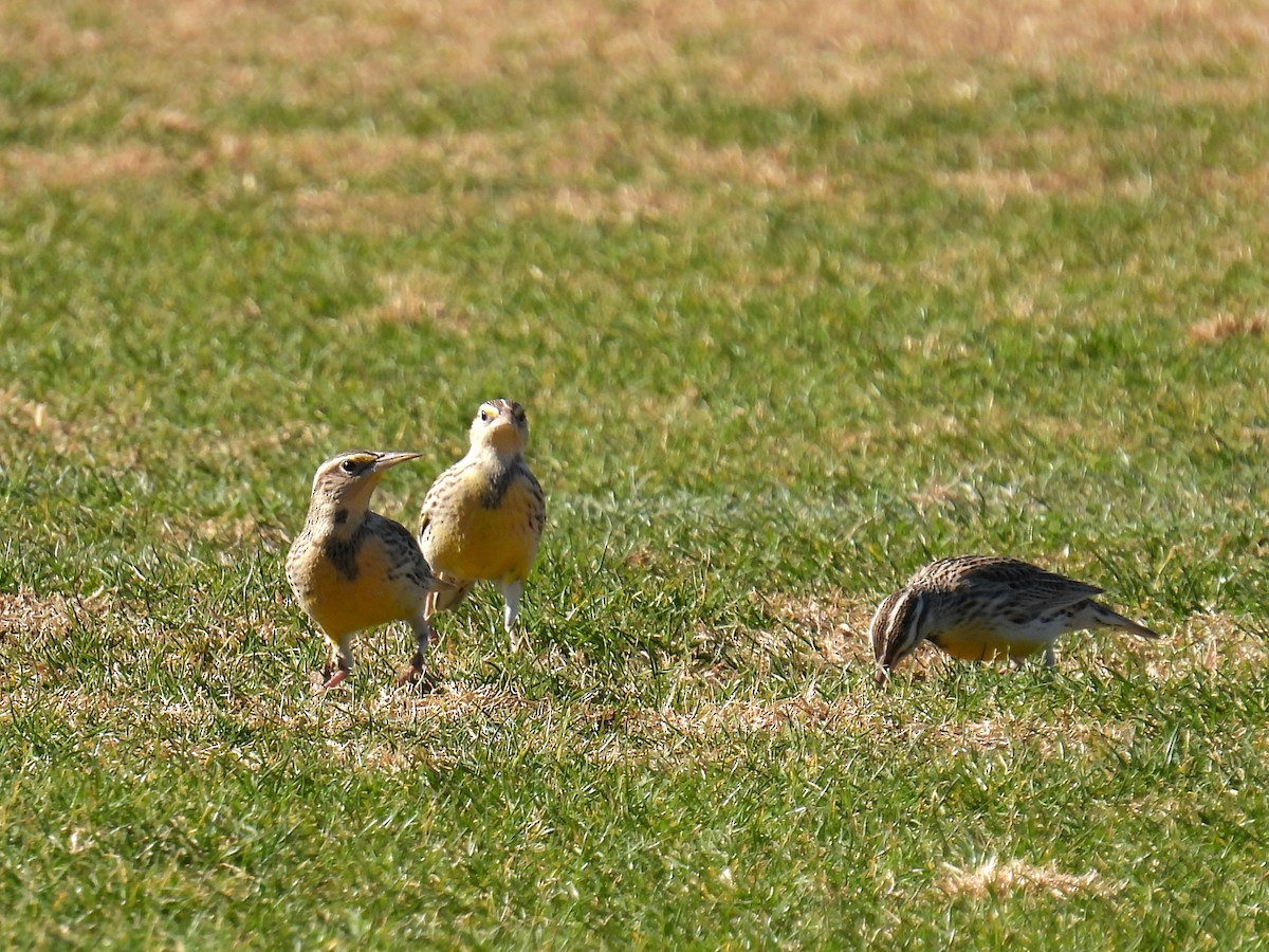 Western Meadowlark - ML646759762