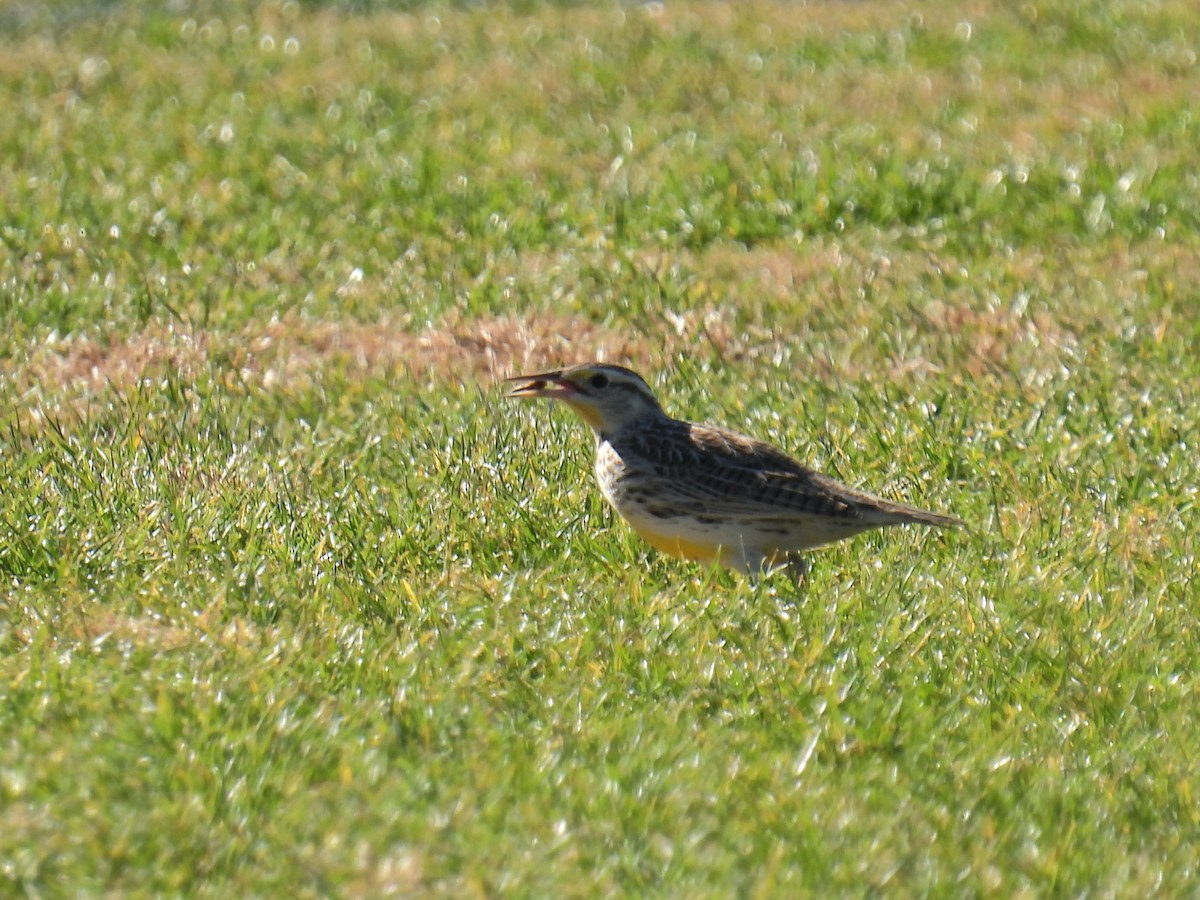 Western Meadowlark - ML646759763