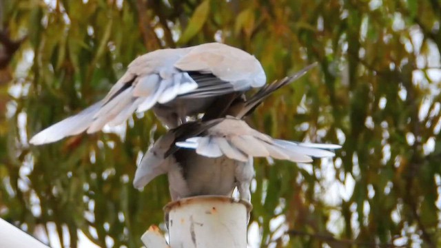 灰斑鳩 - ML646759765