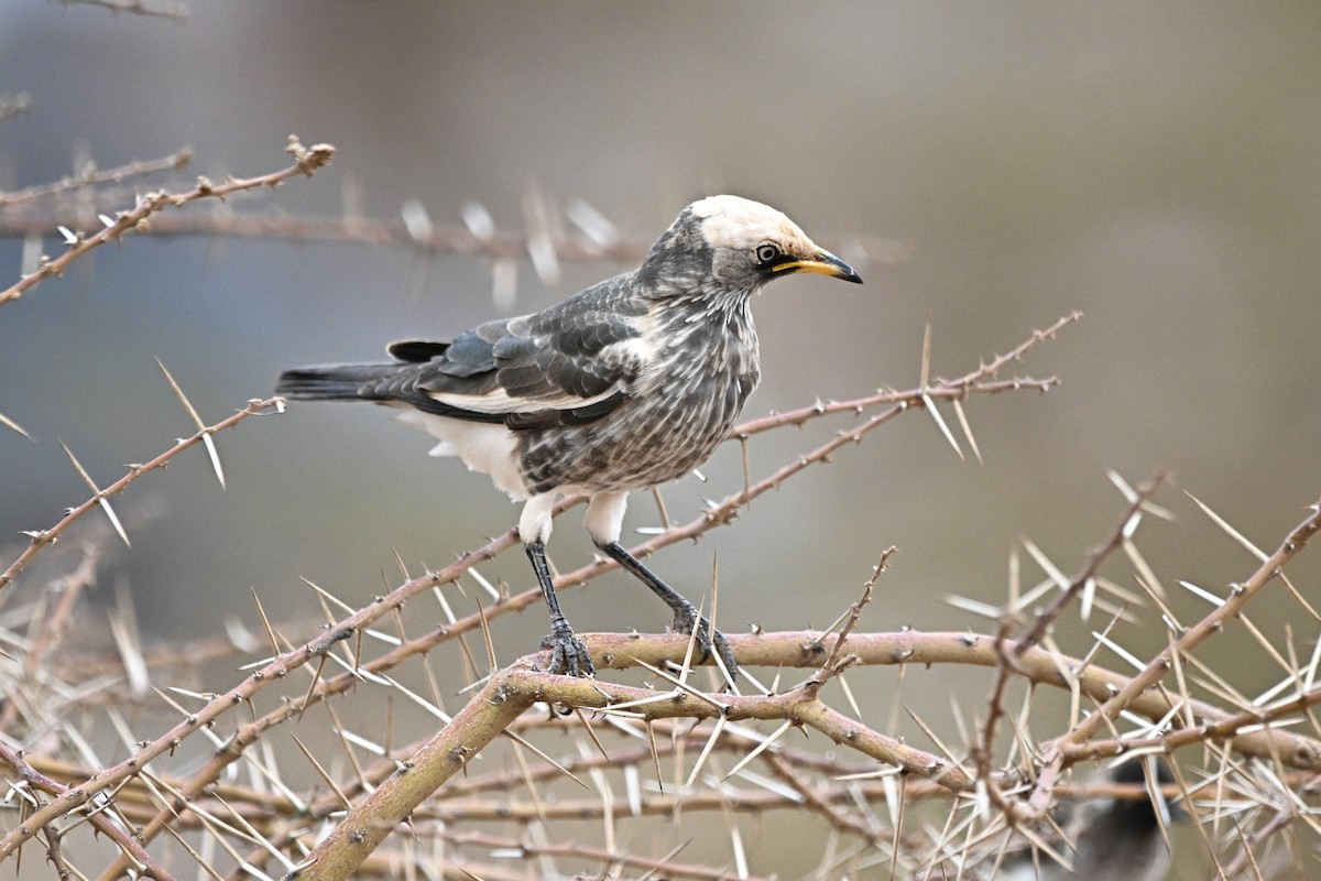 White-crowned Starling - ML646759767