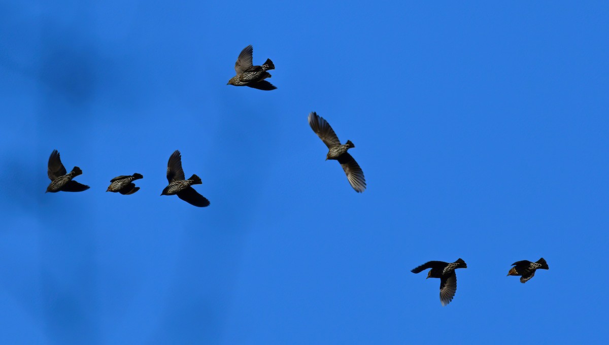 Еполетник червоноплечий - ML646759768