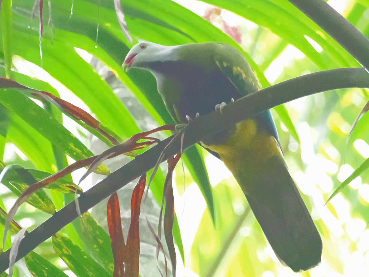 Purpurbrust-Fruchttaube - ML646759779