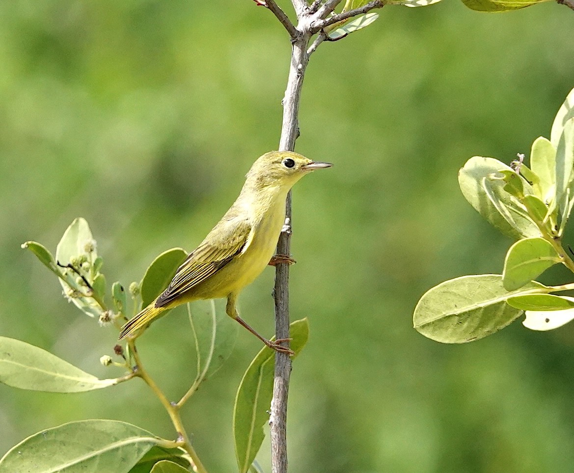 Northern Yellow Warbler - ML646759781