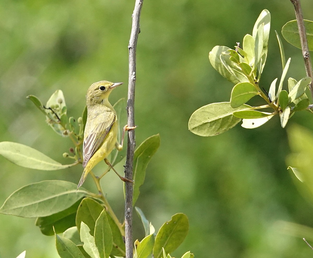 Northern Yellow Warbler - ML646759782