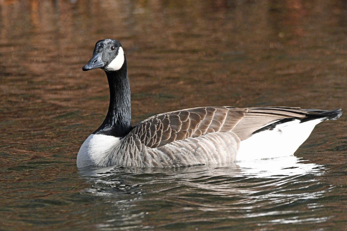 kanadagås - ML646759783