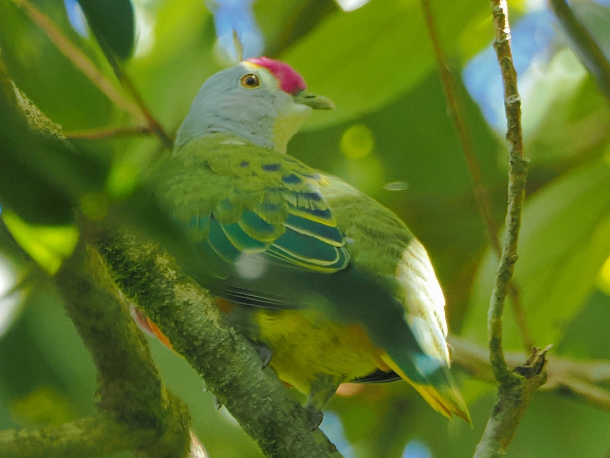 Rose-crowned Fruit-Dove - ML646759784
