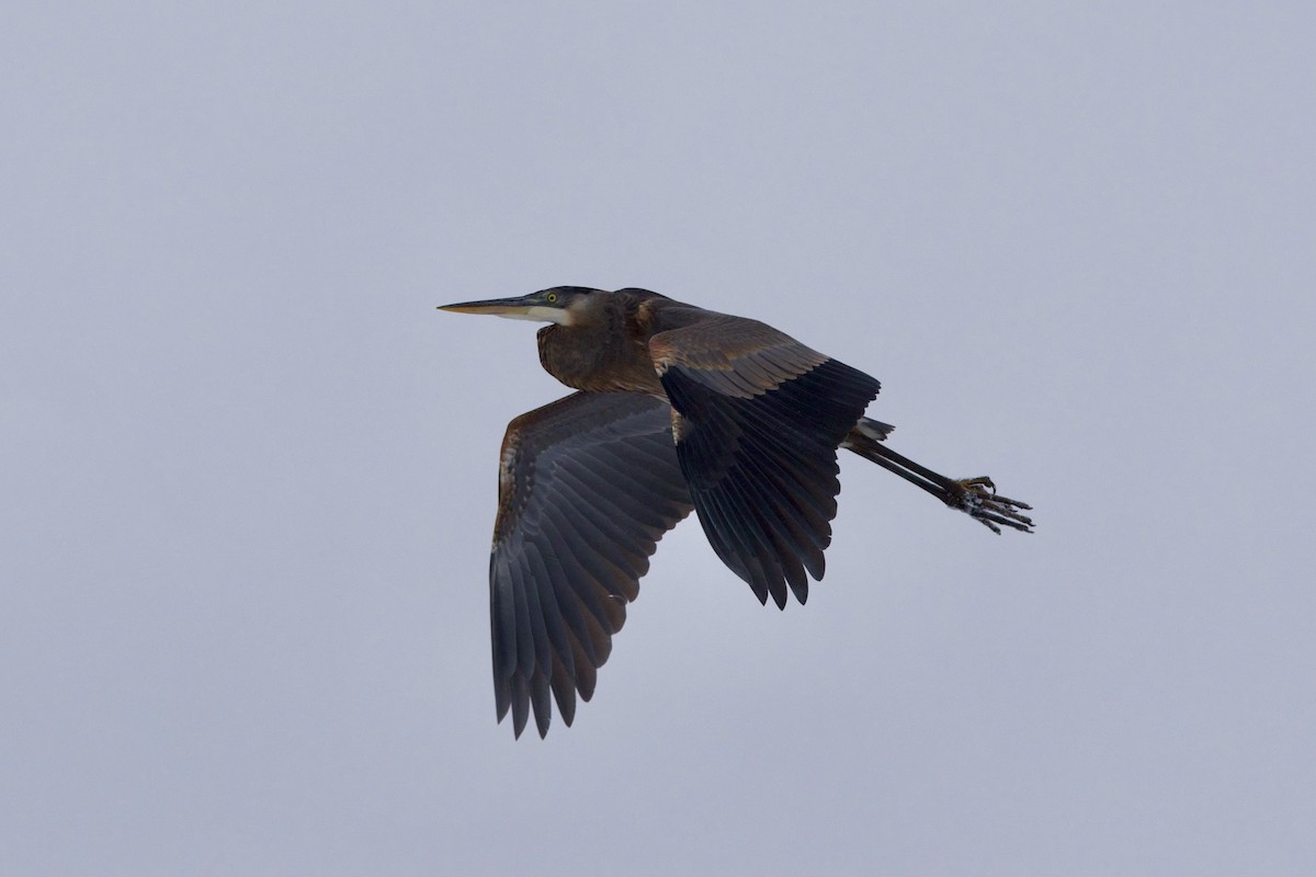 Great Blue Heron - ML646759786