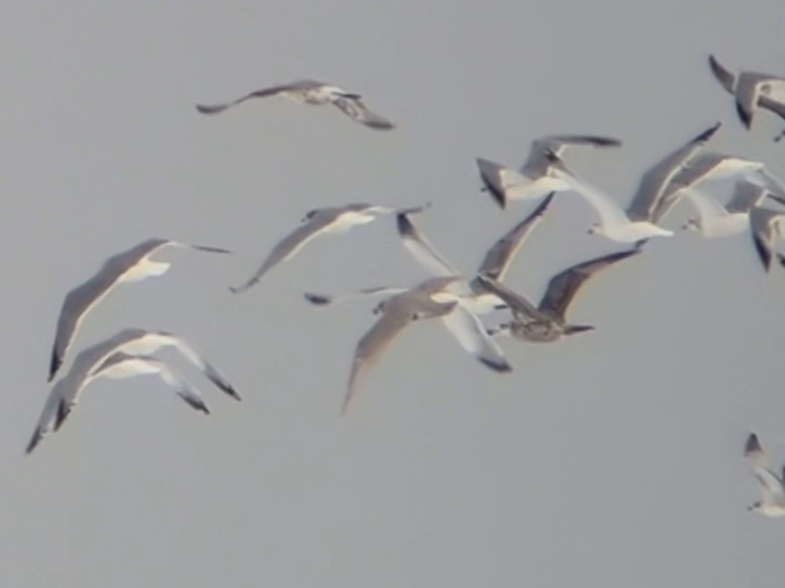 Kaio hegalzuria (kumlieni) - ML646759787